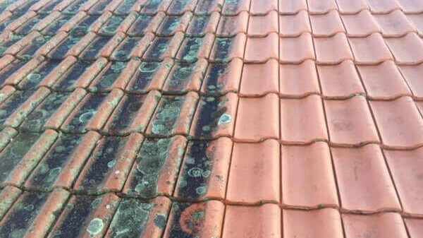 Spray & Wait Roof Cleaning